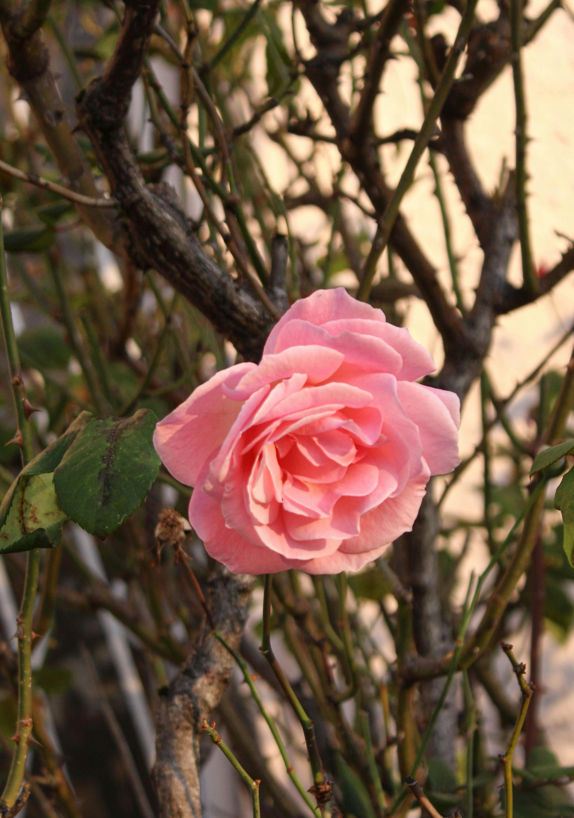 Rose